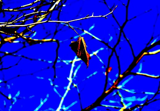 last leaf burnt