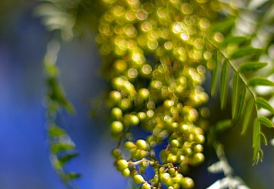 bokeh berries