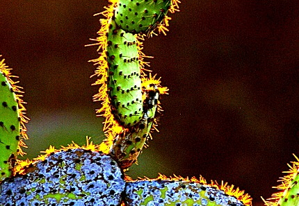 cactus