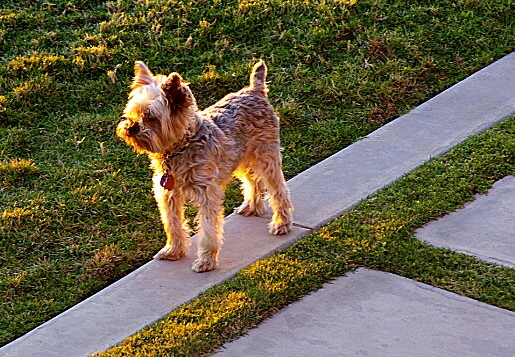 sundog