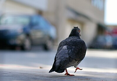 pigeon - balboa island