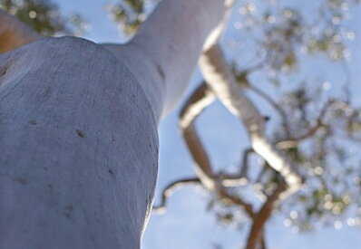 tree - balboa island