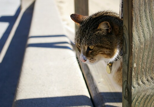 kitteh - balboa island