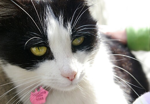 kitteh - balboa island