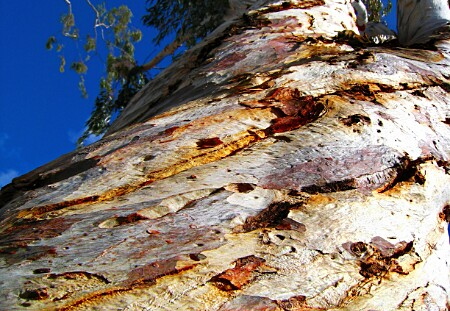 tree - balboa island