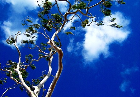 tree - balboa island