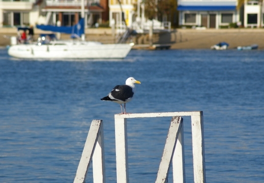 balboa island
