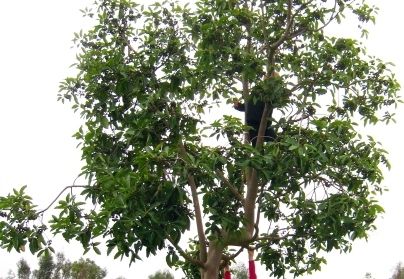 the climbers