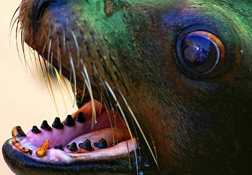 sea lion