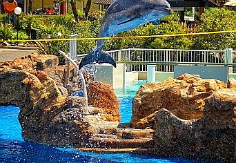 dolphin