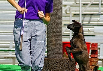 dog at the 'pet's rule' show