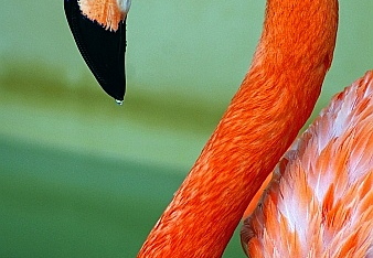 flamingo at sea world