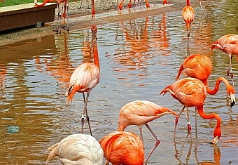 flamingo at sea world