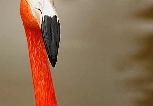 flamingo at sea world