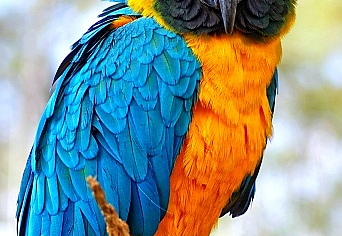 parrot at sea world