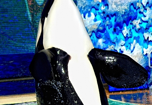 shamu at sea world