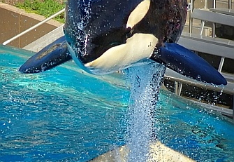 shamu at sea world