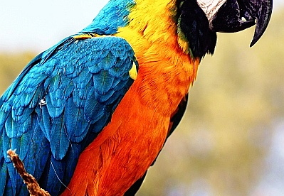 parrot at sea world