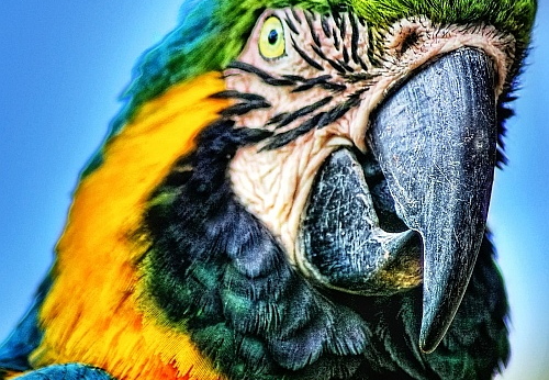 parrot at sea world
