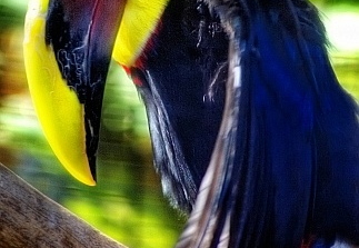 toucan at sea world