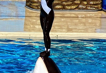 shamu at sea world