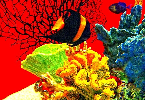 tank at sea world
