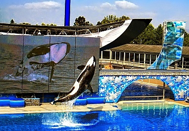shamu at sea world