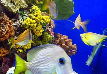 tank at sea world