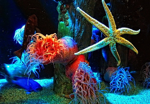 tank at sea world