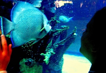 rainforest cafe