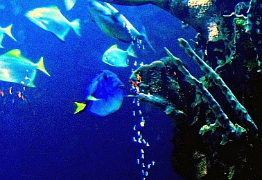 rainforest cafe