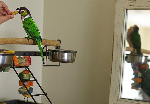guaco (our new bird)
