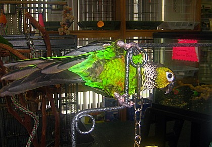 guaco at pet store - day of purchase 5/1/09