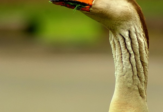 goose laguna niguel lake