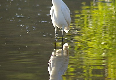 laguna niguel lake
