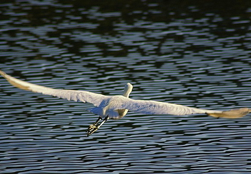 laguna niguel lake
