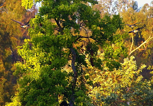 laguna niguel lake