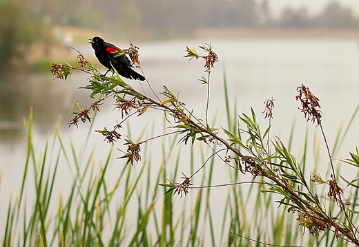 laguna niguel lake