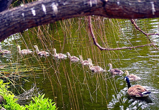 laguna niguel lake