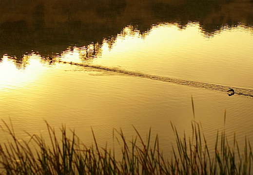 laguna niguel lake
