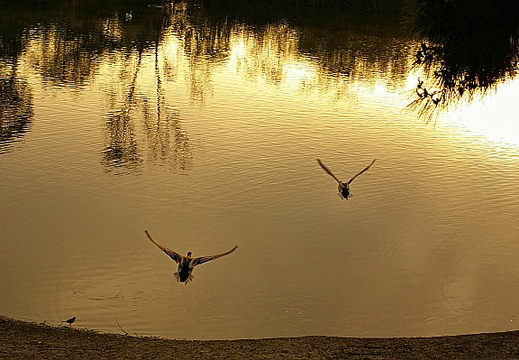 laguna niguel lake