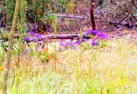 laguna niguel lake