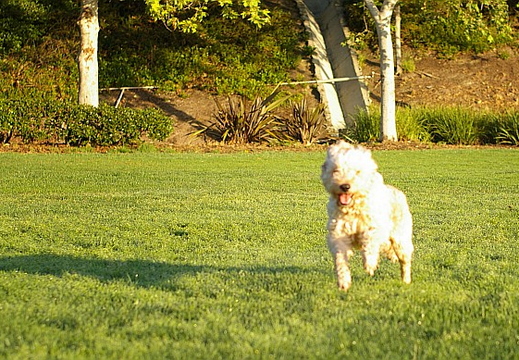 charlie at the park