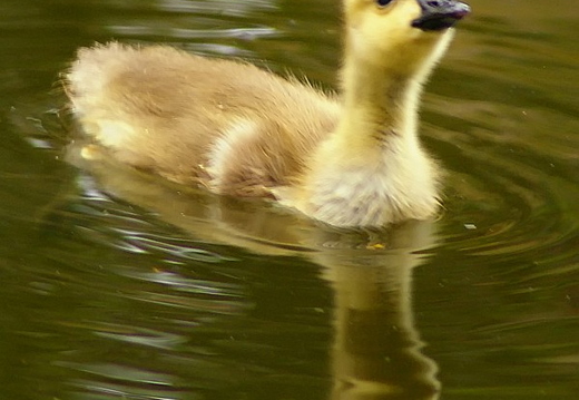 laguna niguel lake