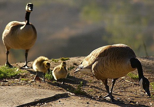 laguna niguel lake