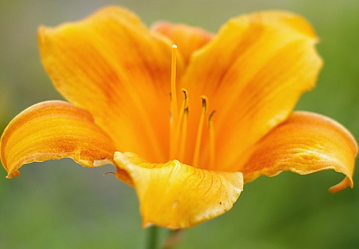 flower at the park