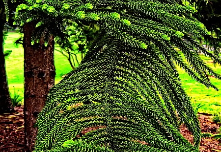 tree at park