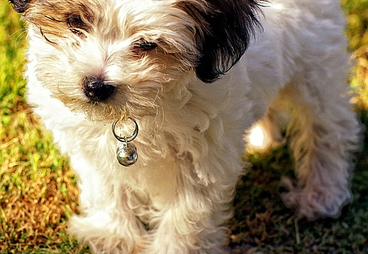 teddy