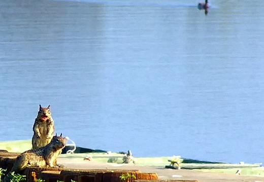 laguna niguel lake