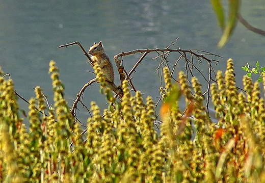 laguna niguel lake